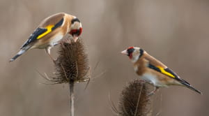 Goldfinches on teasels
